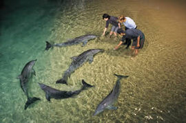 Tangalooma Wild Dolphin Resort - Accommodation Mermaid Beach